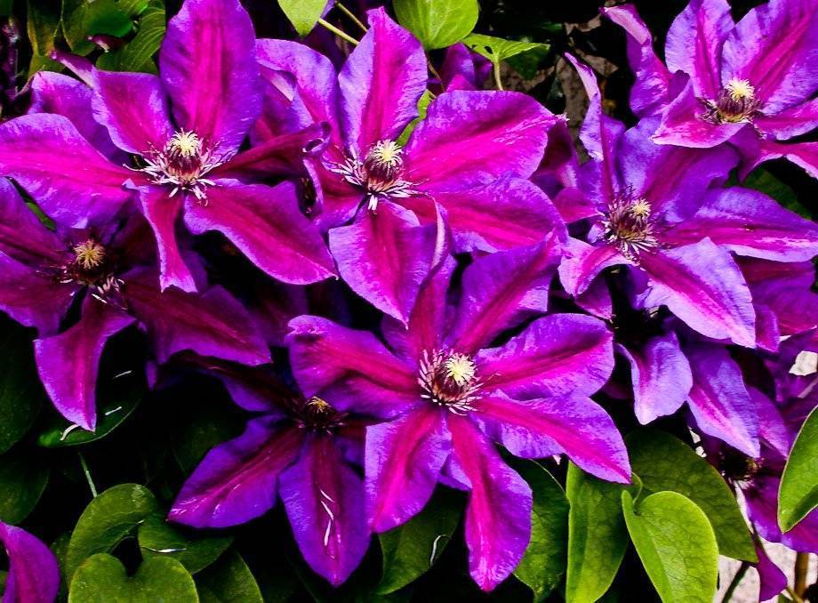 Клематис крупноцветковый вайлдфаер: фото и описание - все о фермерстве, растениях и урожае