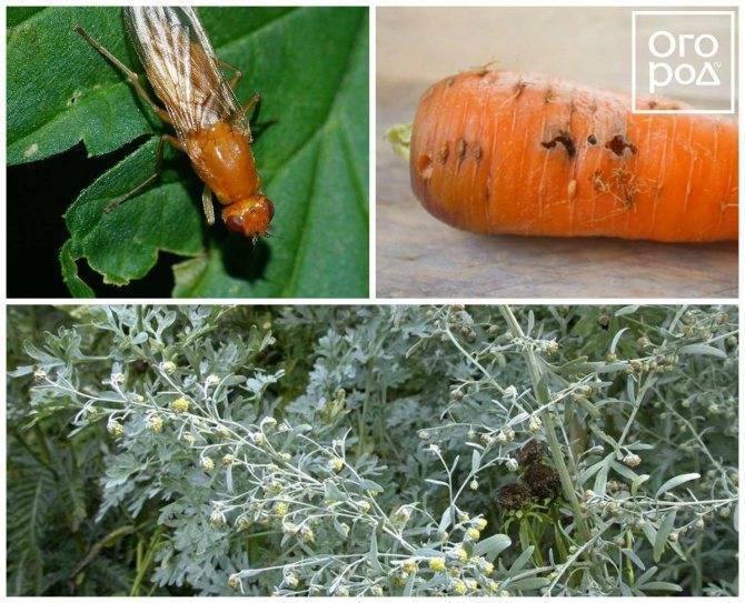Методы борьбы с ирисовой мухой: как избавиться, народные рецепты
