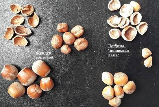 Фундук и лесной орех: в чем разница между лещиной и ее сородичем, одно и то же это или нет, чем отличаются по внешнему виду, сфере распространения, пользе и вреду?