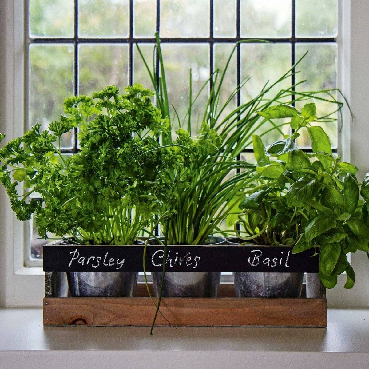 Выращивание зелени в домашних условиях (зимой и летом)