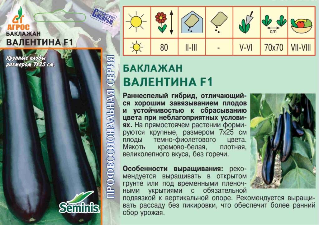 Баклажан валентина: правила выращивания гибрида, описание и характеристика, отзывы и фото