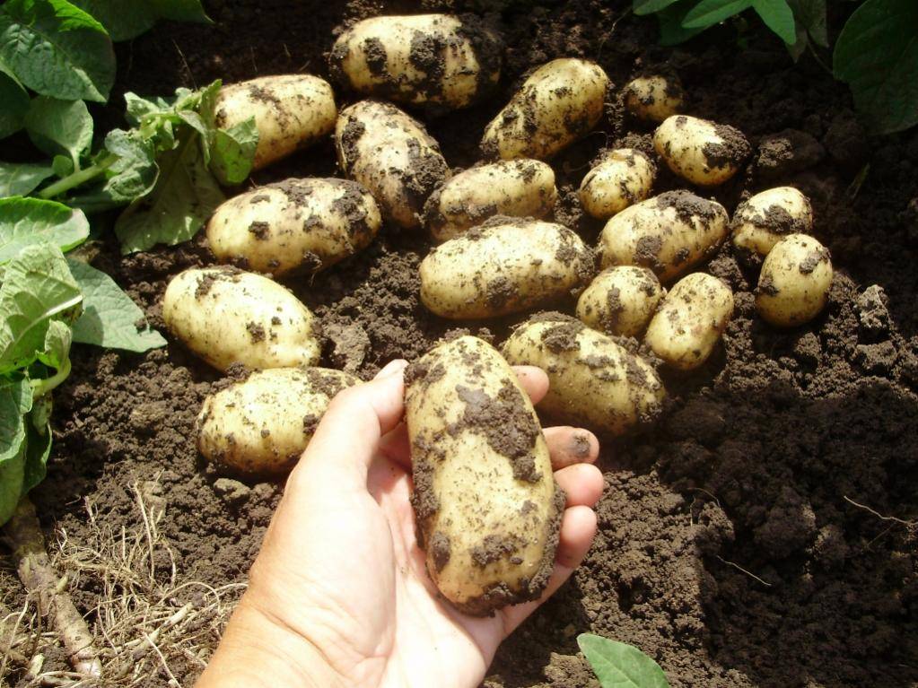 Картофель королева анна: описание сорта, фото, отзывы