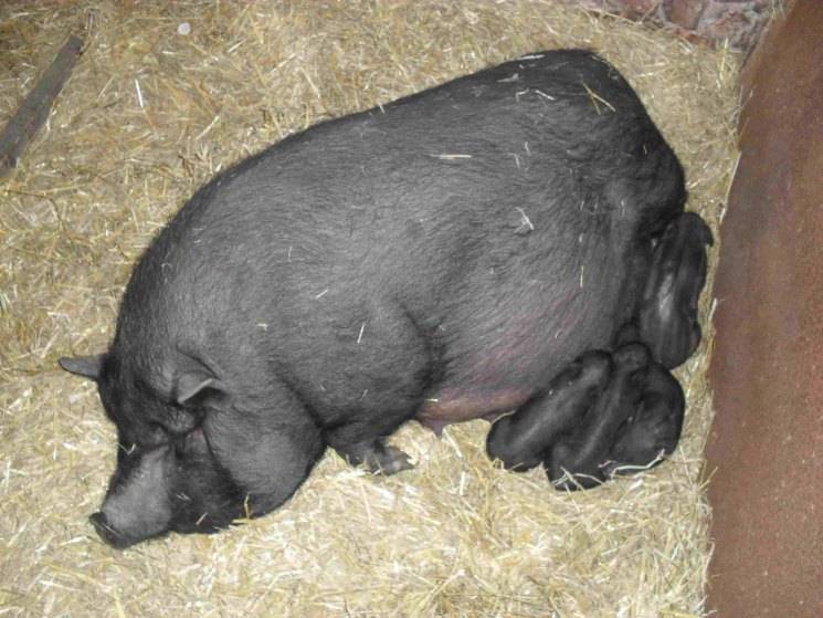 Вьетнамская свинья. описание, особенности, виды и разведение вьетнамских свиней | живность.ру
