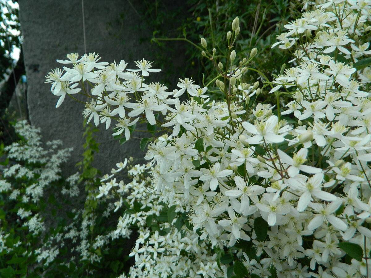 Клематис маньчжурский