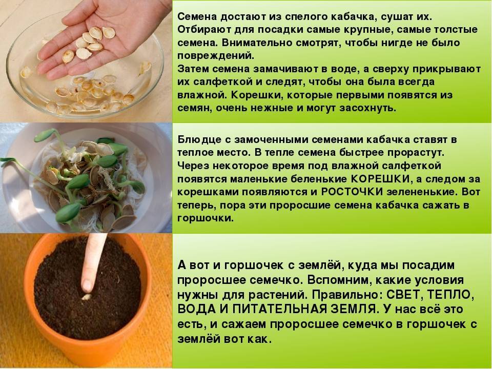 Как сажать кабачки: основные правила, несколько способов – семенами и рассадой, какая должна быть почва и что в неё добавить