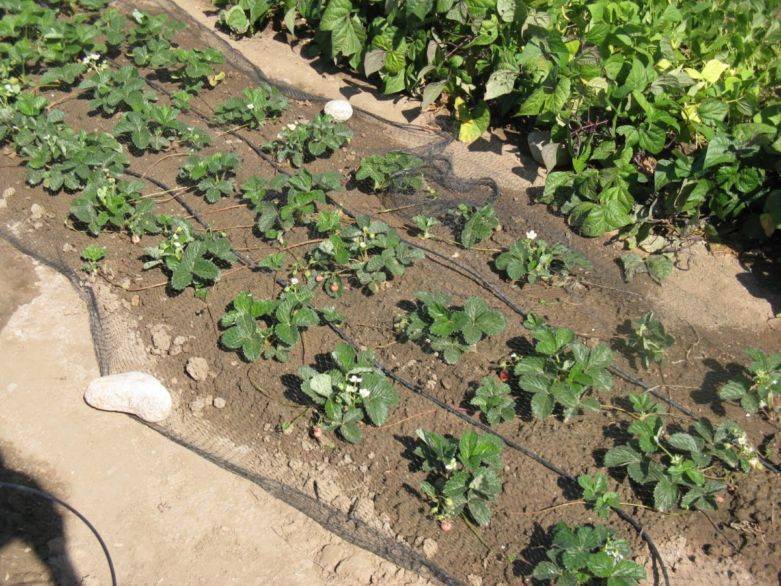 Как правильно посадить клубнику осенью, подготовка и схема посадки