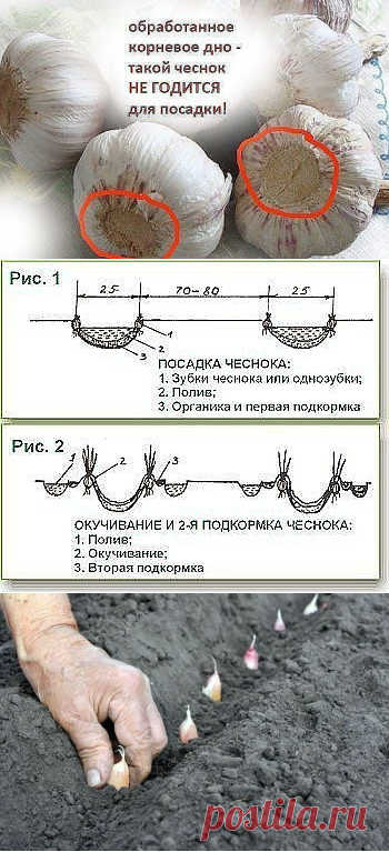 Схема посадки чеснока осенью под зиму