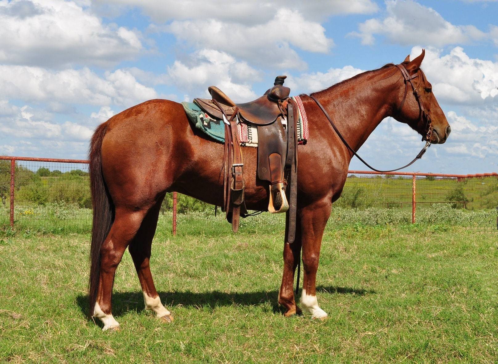 О седлах для лошадей: как правильно седлать лошадь, строение дамского седла
