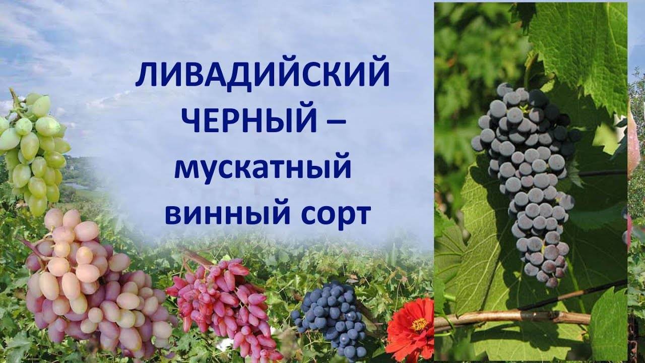 Сорт винограда ливадийский черный фото и описание