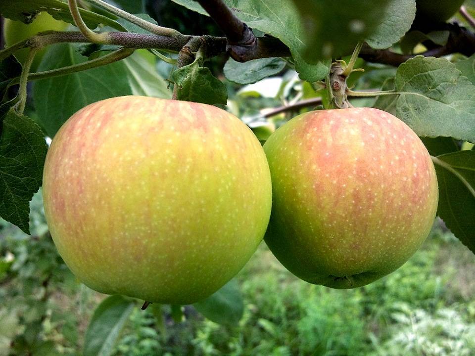Яблоня "голден делишес": описание сорта, фото, отзывы