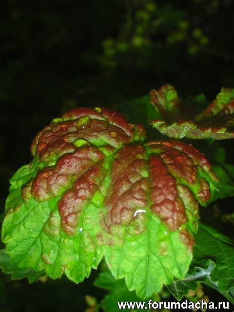 Болезнь черной смородины красные пятна на листьях фото