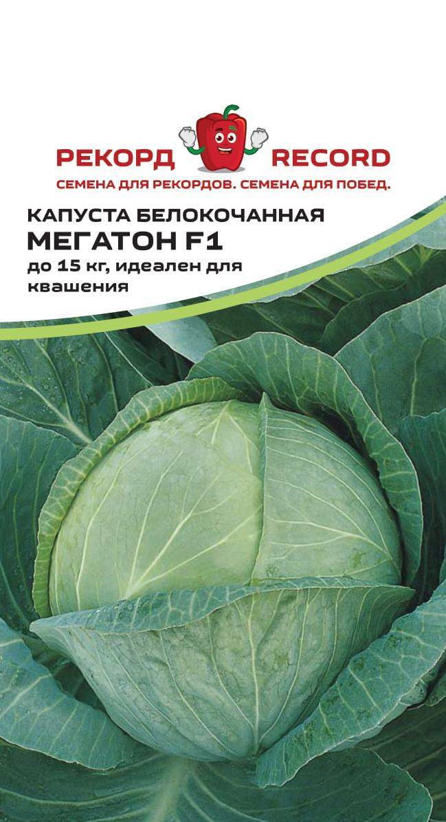 Мегатон капуста описание и отзывы характеристика сорта. Капуста белокочанная Мегатон f1. Капуста Мегатон семена. Капуста б/к Мегатон f1 12шт/10. Капуста Мегатон f1 описание.