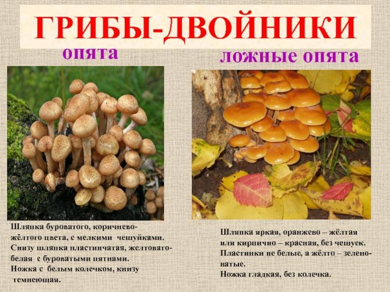 Ложный опенок фото и описание и отличие от настоящего