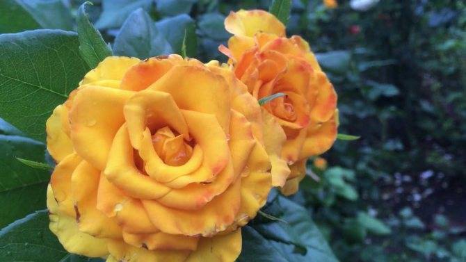 Чем привлекает чайно-гибридная роза керио садоводов: отзывы и фото
