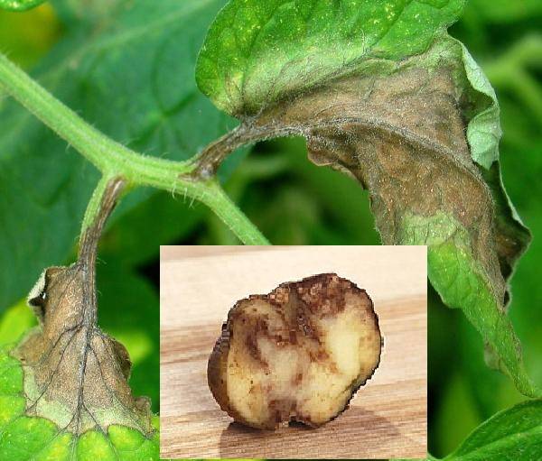 Как проявляется фитофтора на картофеле и как с ней бороться?