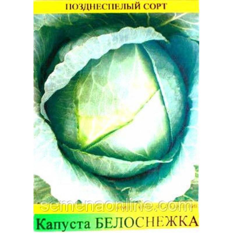 Капуста белоснежка описание сорта фото отзывы садоводов Капуста Белоснежка: описание, фото