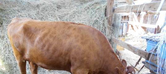 Кормление коров перед отёлом: питание в 1 и 2 фазу сухостоя