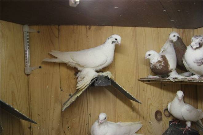 Все об узбекских бойных голубях: уды и авлаки, разновидности оперения и окраса
