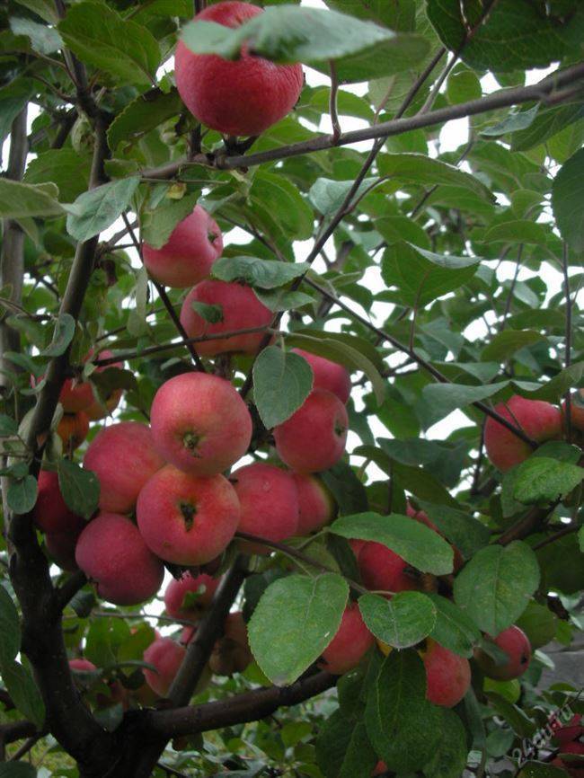 Яблоня жебровское фото и описание
