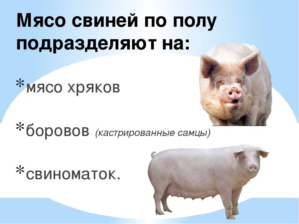 Если соседи развели свиней и от них воняет: что делать, куда жаловаться, каков закон