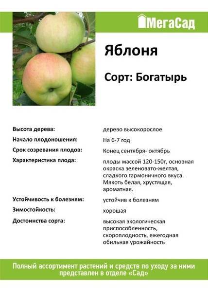 Яблоня богатырь – описание сорта, фото, отзывы