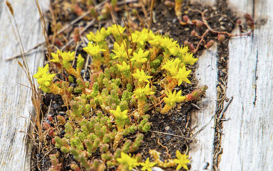 Очиток едкий (sedum acre): особенности суккулента и как вырастить