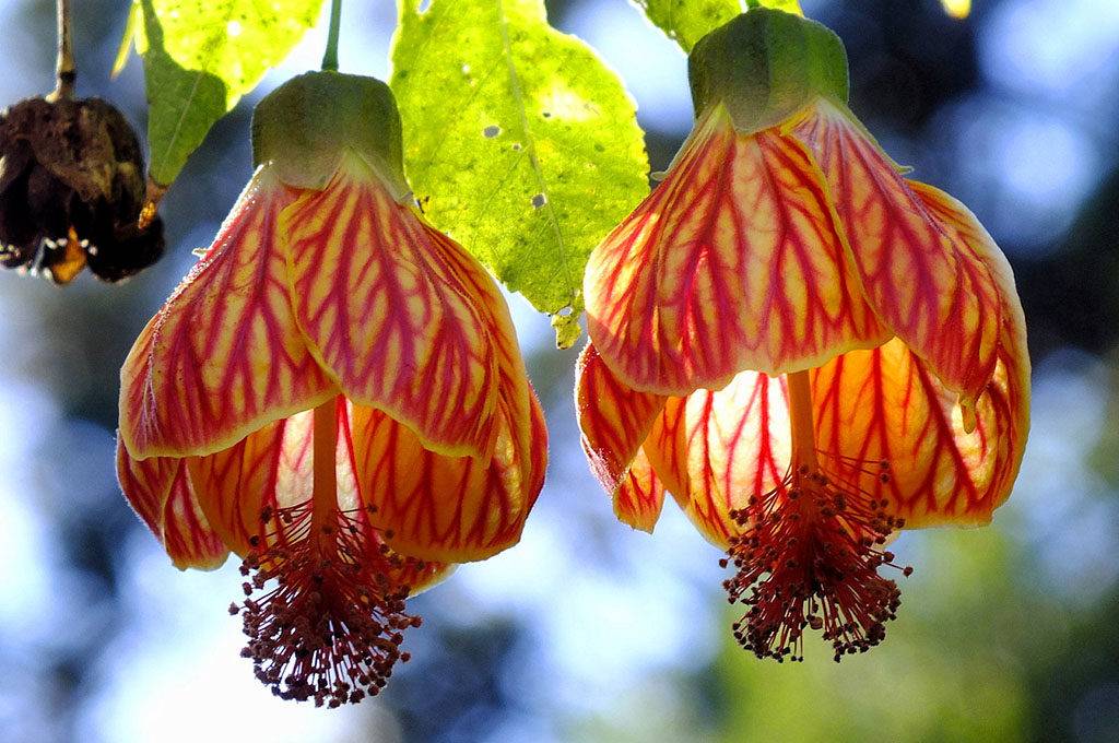 Абутилон (abutilon). описание, виды и уход за абутилоном - флористика на "добро есть!"
