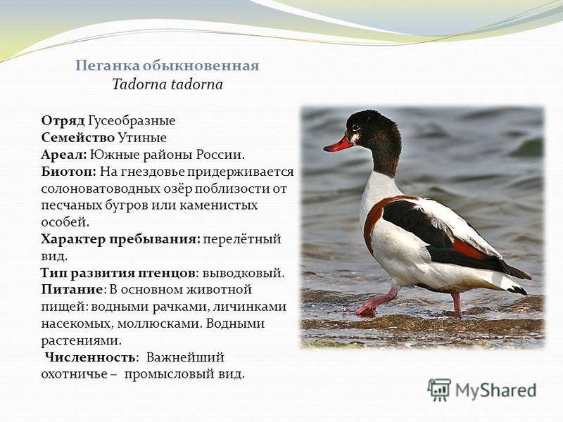 Утка пеганка: описание породы и фото