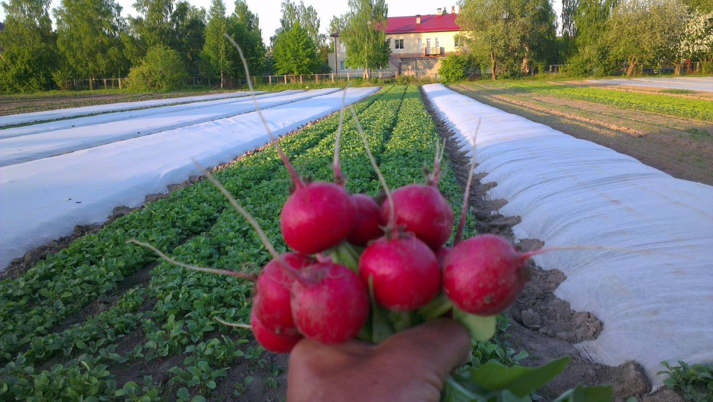 выращивание редиски на стеллажах