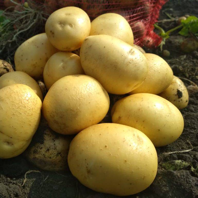 ✅ сильвана: описание сорта картофеля, характеристики, агротехника