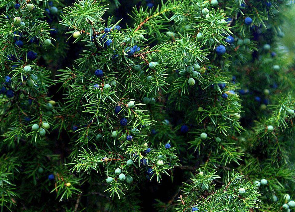 Можжевельник скальный: посадка и уход, описание сортов, фишт, блю арроу, горный, juniperus scopulorum, размеры, виды с фото, какую почву любит можжевельник