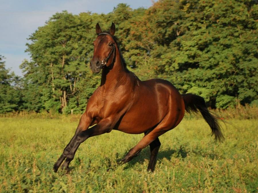 Все о тракененской лошади: обзор породы, описание и характеристика с фото и видео