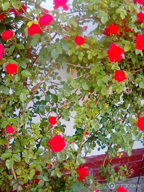 Плетистая роза amadeus (амадеус): фото и описание, отзывы