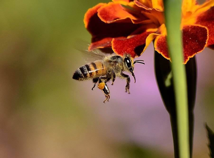 Когда собирать пыльцу у пчел: что и как использовать для сбора