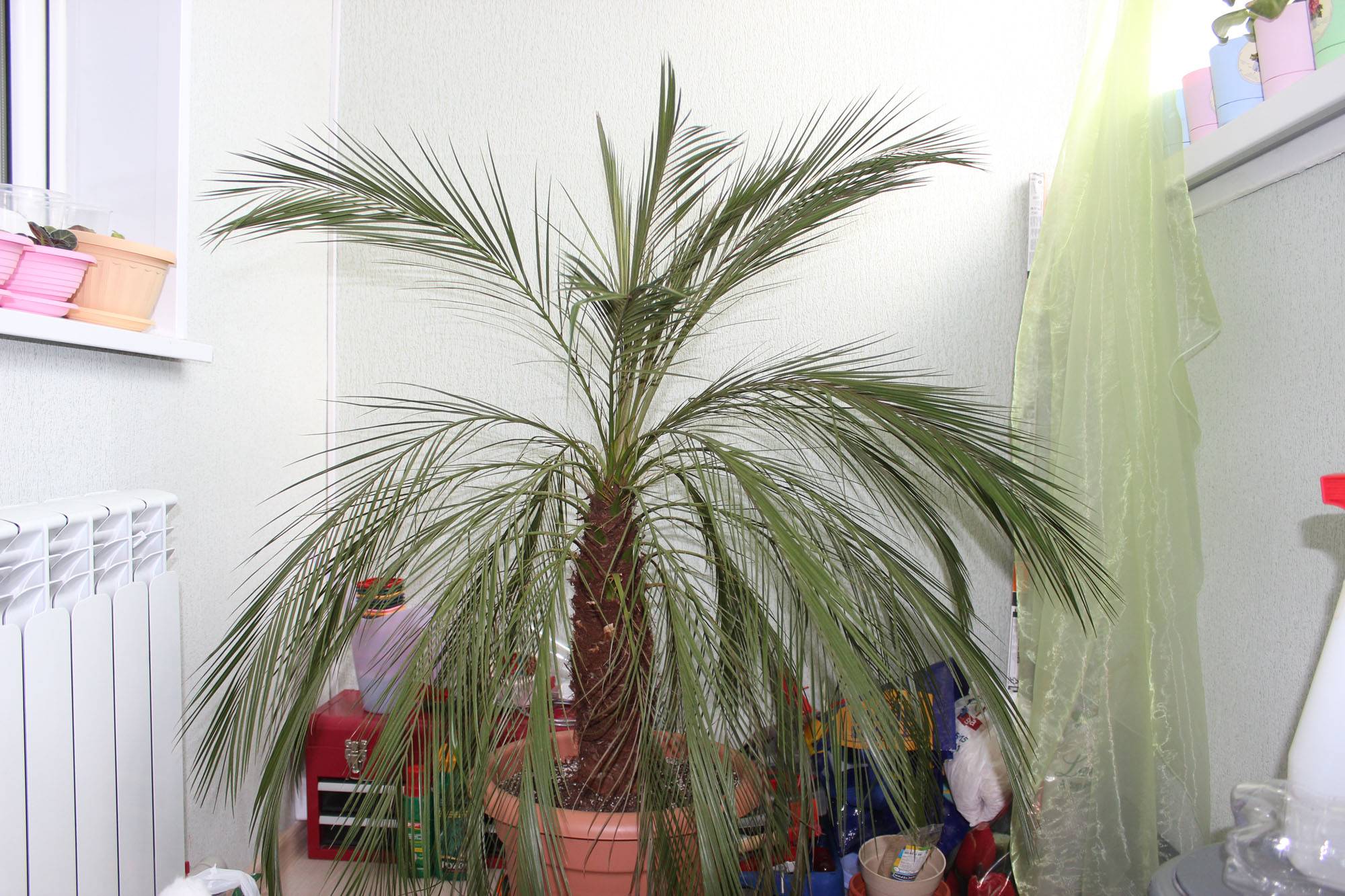 Финиковая пальма в доме фото