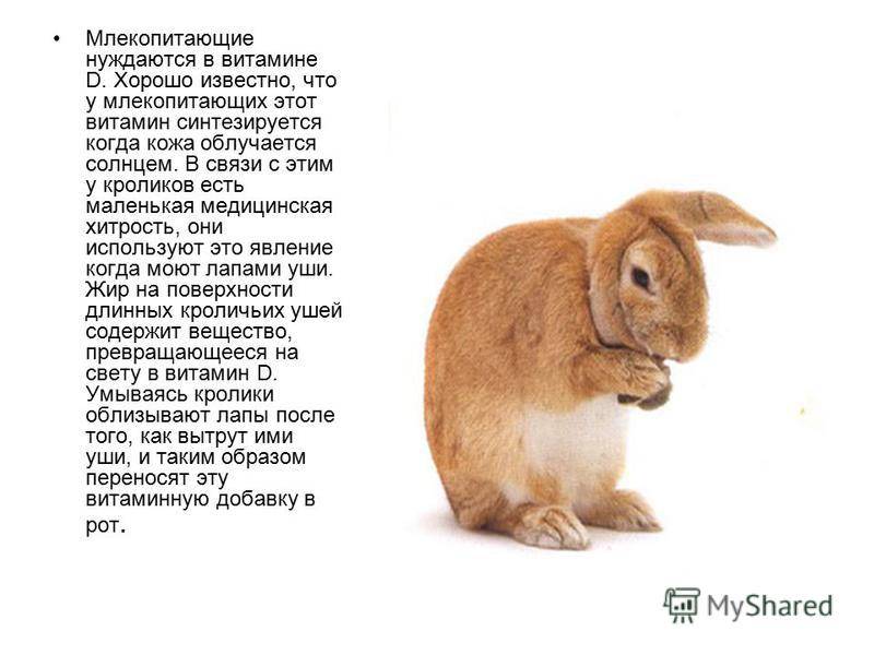 История кролика: одомашнивание и влияние на культуру человека – prokrolik: полезная информация про кроликов