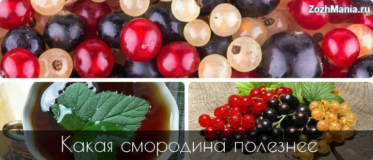 Белая смородина: польза и вред для здоровья, свойства, витамины
