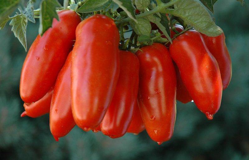 Как правильно посадить и ухаживать за розовым томатом де барао