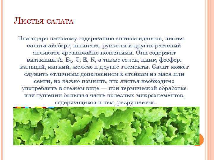 Пекинская капуста: польза и вред для здоровья, химический состав