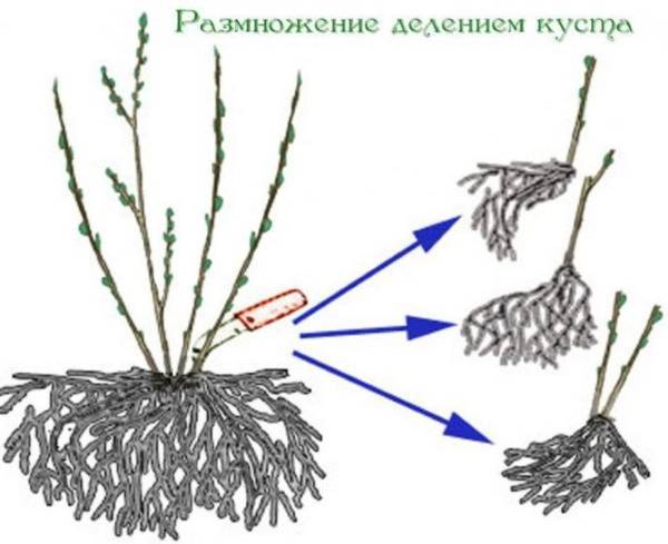 Как размножить можжевельник — быстрый и лёгкий способ (видео)