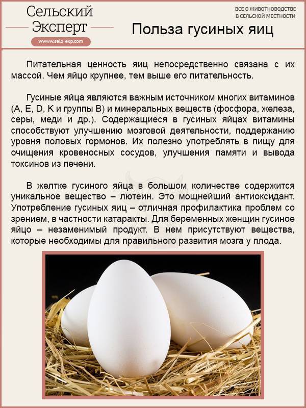 Можно ли есть голубиные яйца