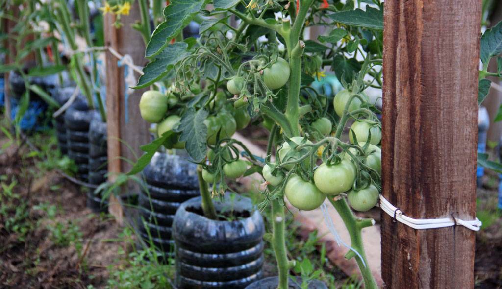 Как подвязывать помидоры в открытом грунте и теплице правильно: способы с фото