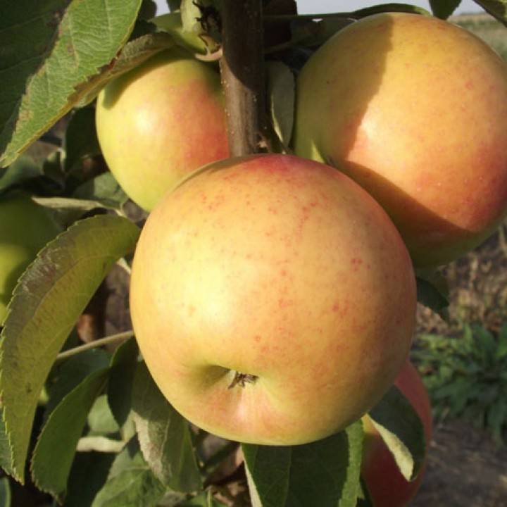 Яблоня золотое летнее описание сорта фото