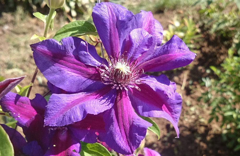 Клематис крупноцветковый вайлдфаер: фото и описание - сад и огород