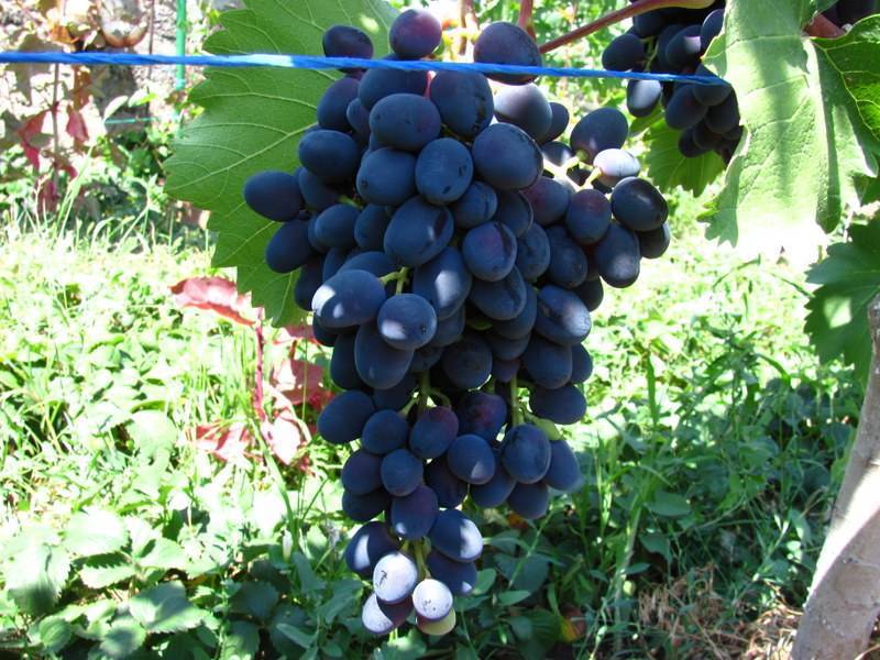 Виноград чарли - описание сорта, фото, отзывы