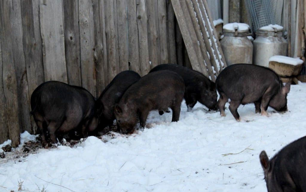 Порода свиней кармалы: описание, особенности содержания и ухода
