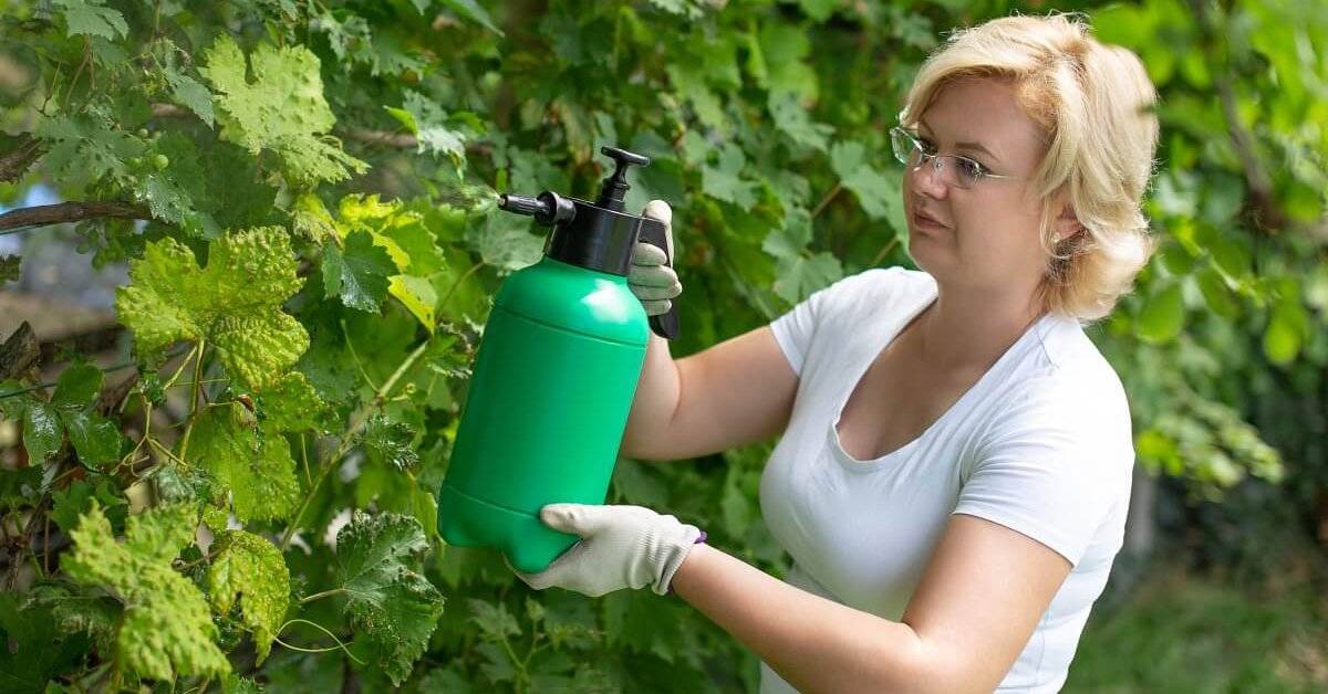 Можно ли опрыскивать волосы водой