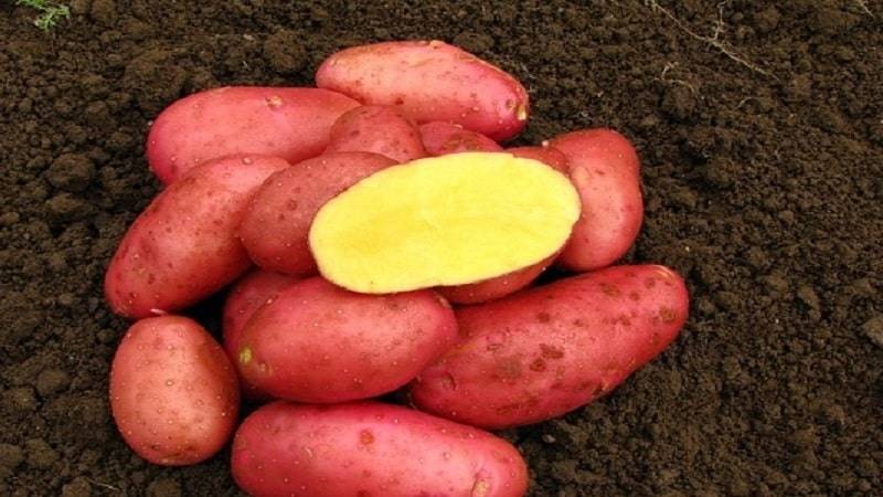 Красный картофель: описание разновидности, сорта