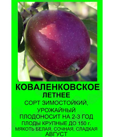 Яблоня коваленковское: описание, фото, отзывы