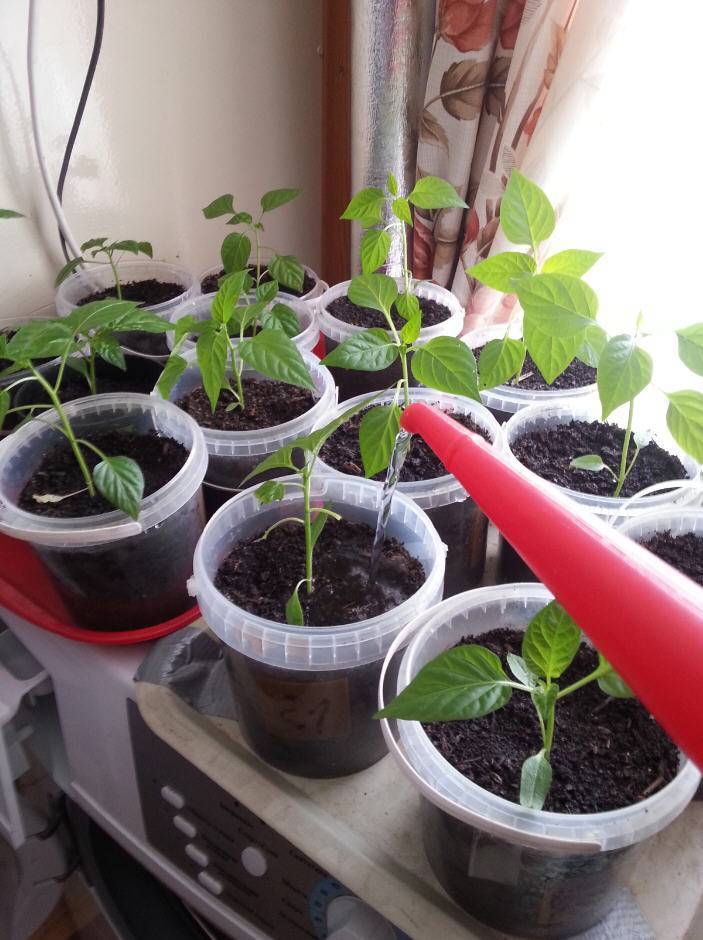 Выращивание рассады перца в домашних условиях: требования, технология посева и правила ухода